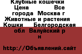Клубные кошечки › Цена ­ 10 000 - Все города, Москва г. Животные и растения » Кошки   . Белгородская обл.,Валуйский р-н